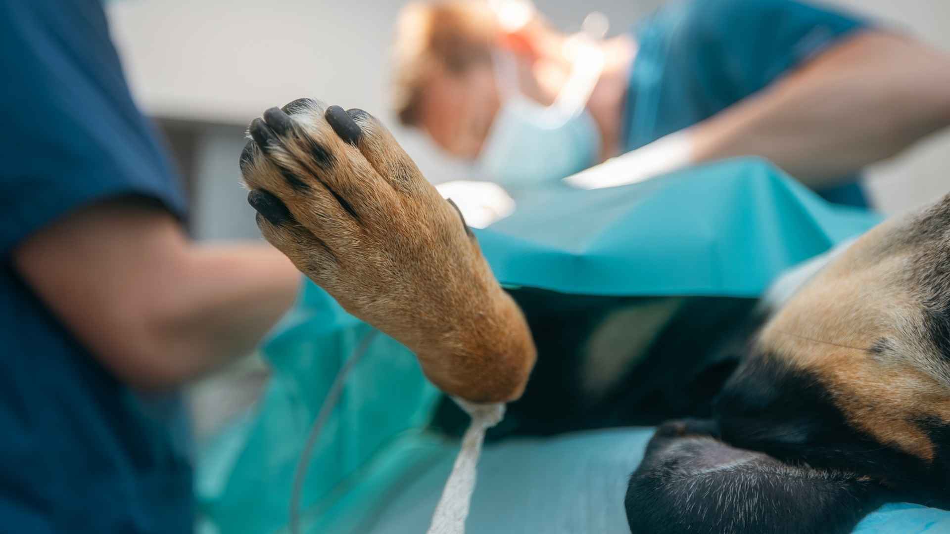 Efectos secundarios de la anestesia en perros